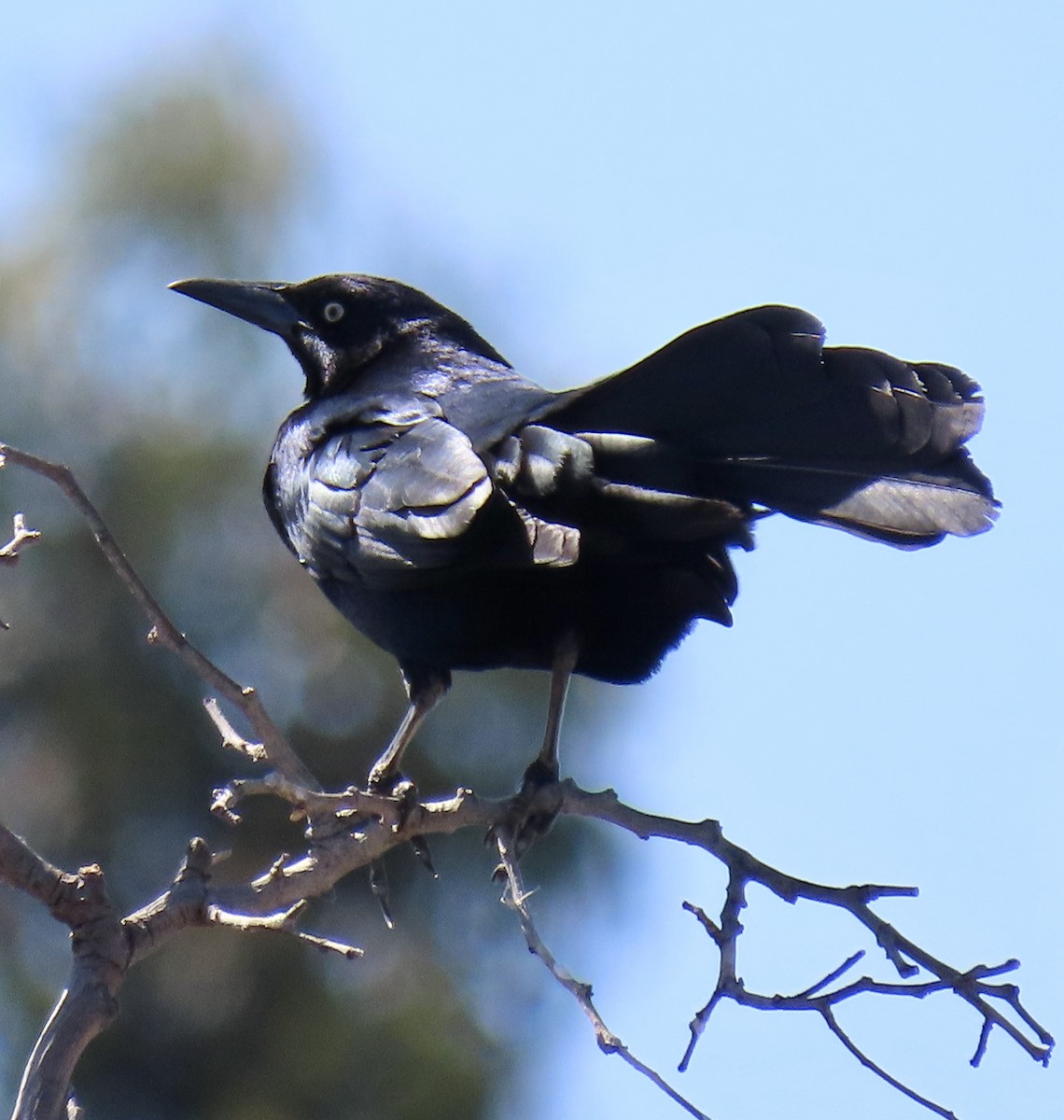 Great-tailed Grackle - ML619514545