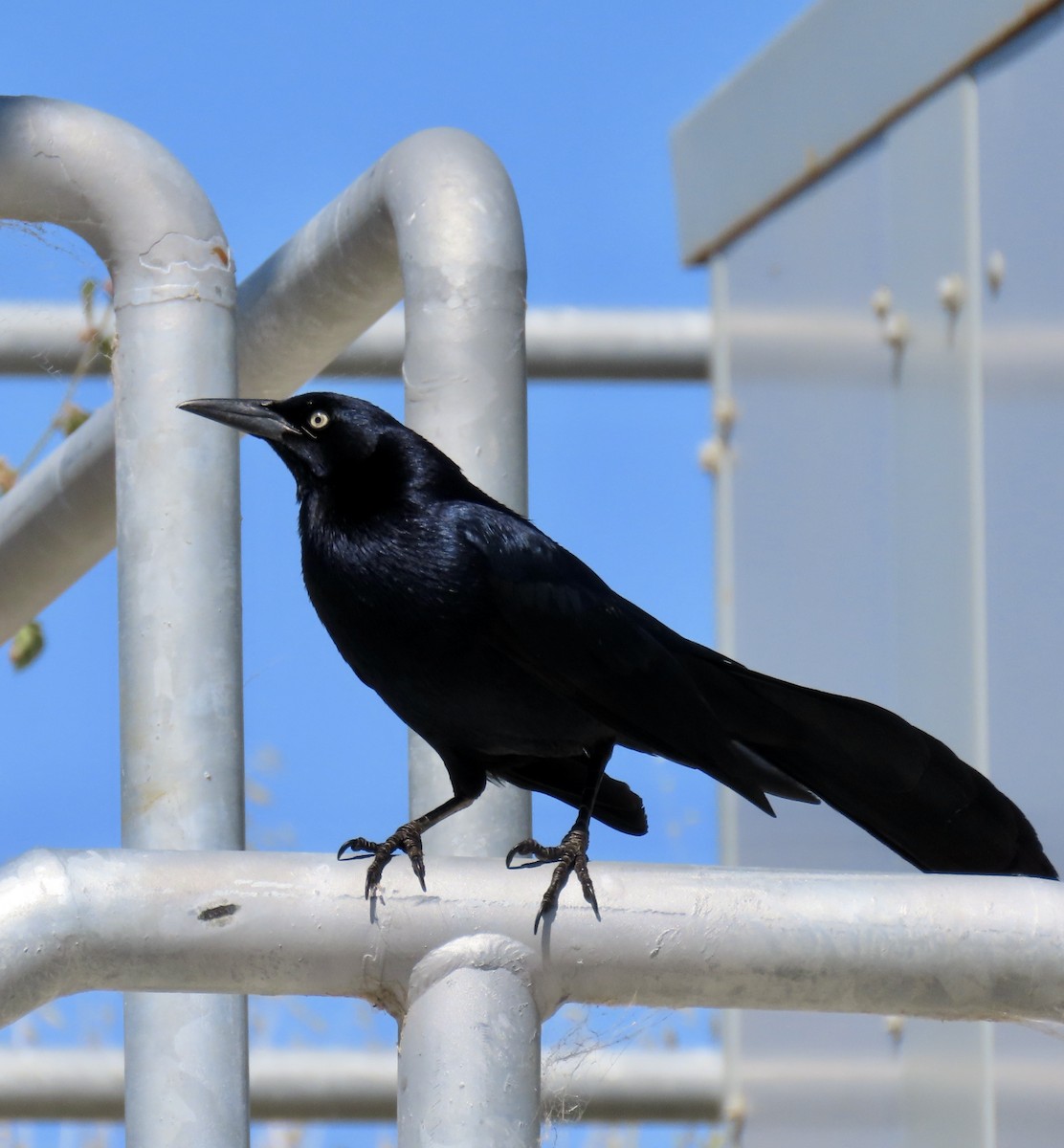Great-tailed Grackle - ML619514546