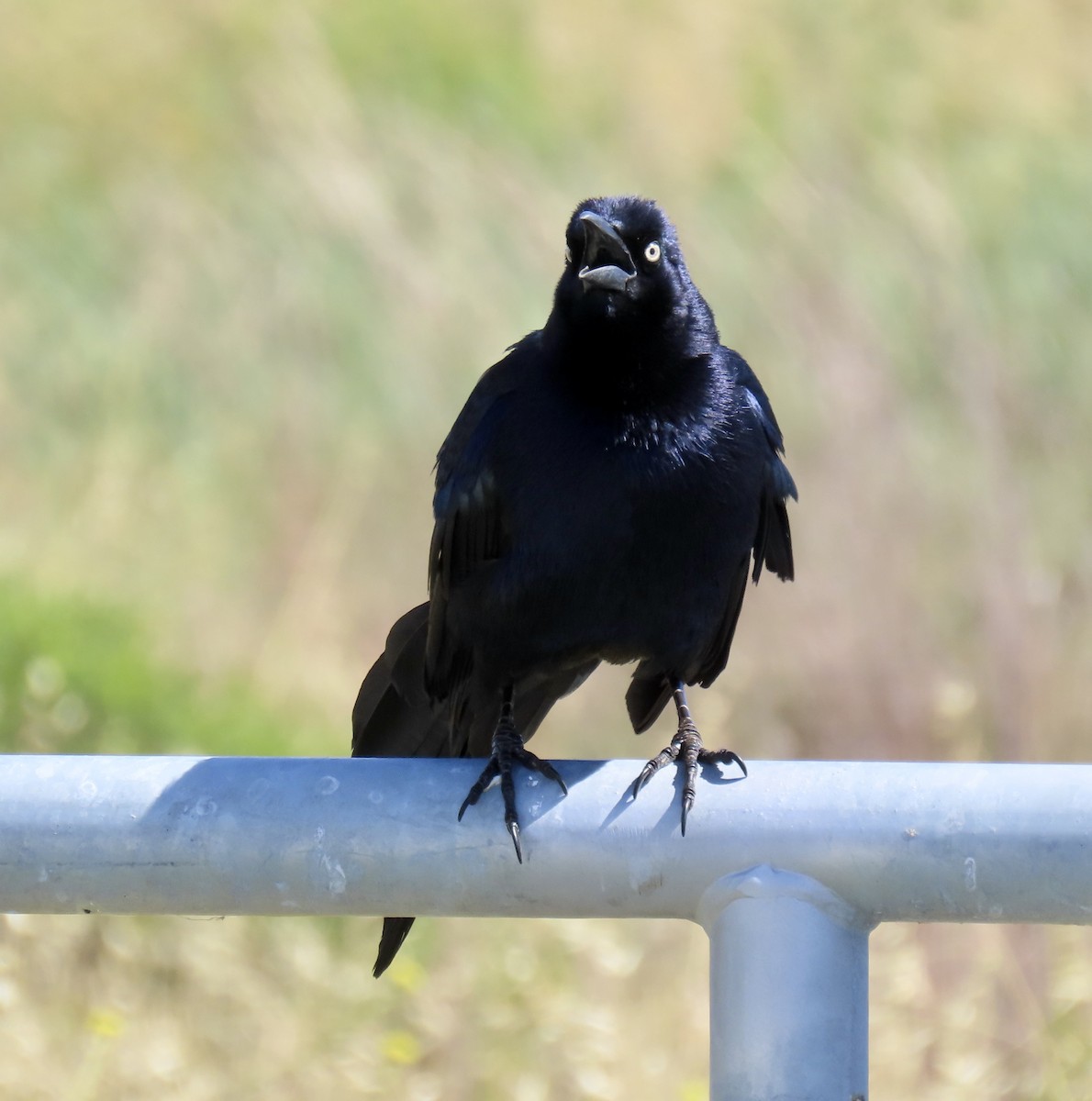 Great-tailed Grackle - ML619514548