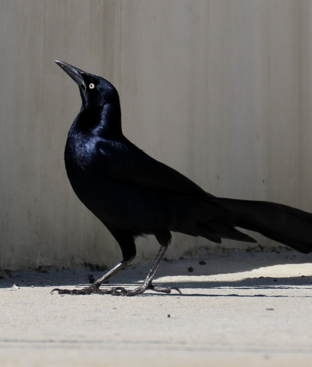 Great-tailed Grackle - ML619514550