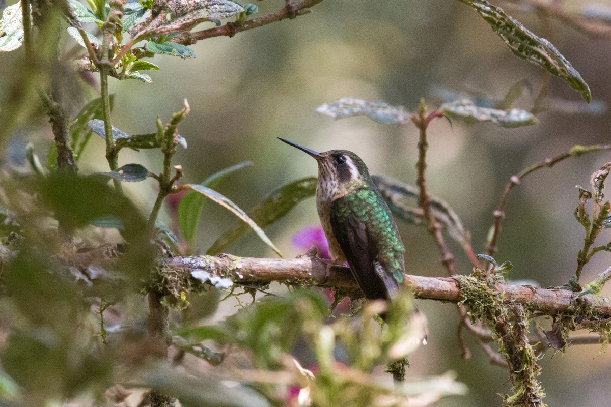 Speckled Hummingbird - ML619514554