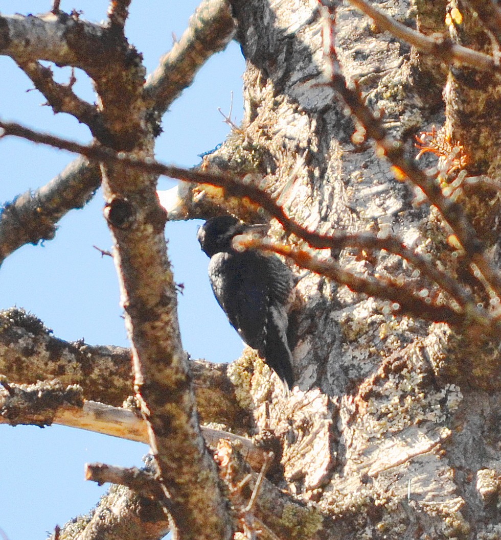 Black-backed Woodpecker - ML619514598