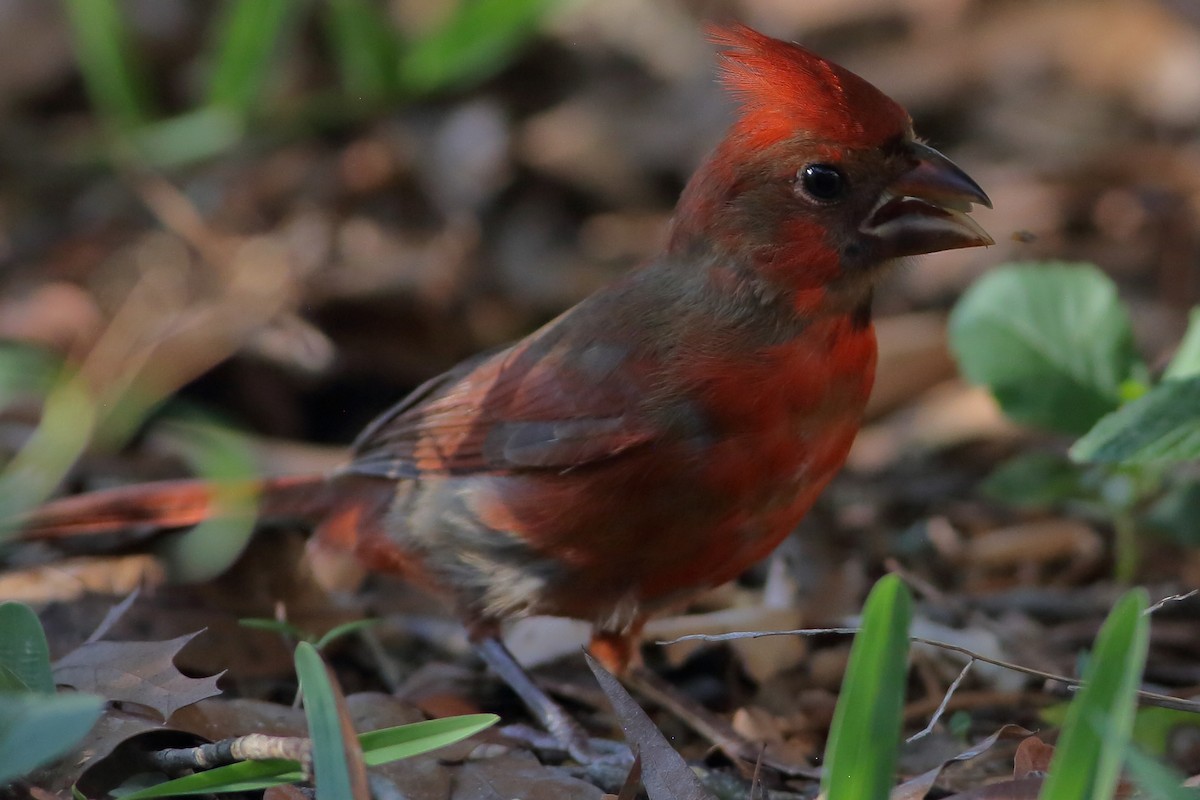 Cardinal rouge - ML619514714