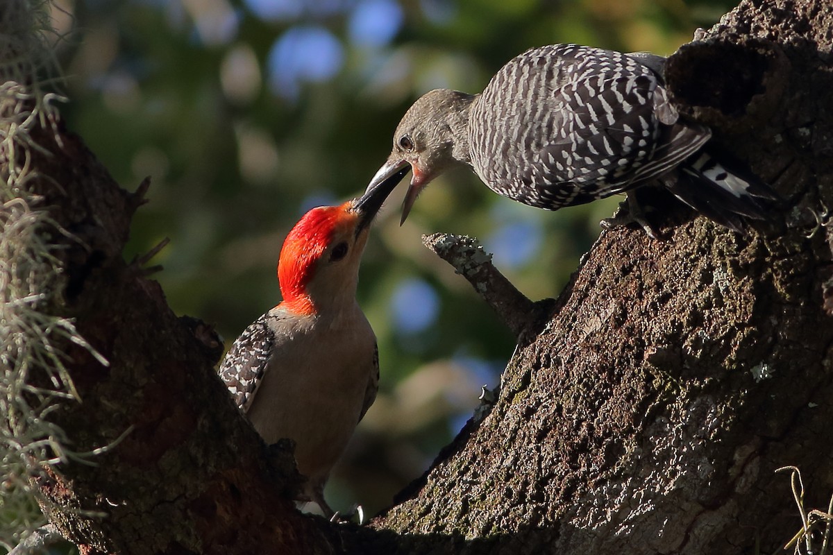 Red-bellied Woodpecker - ML619514718