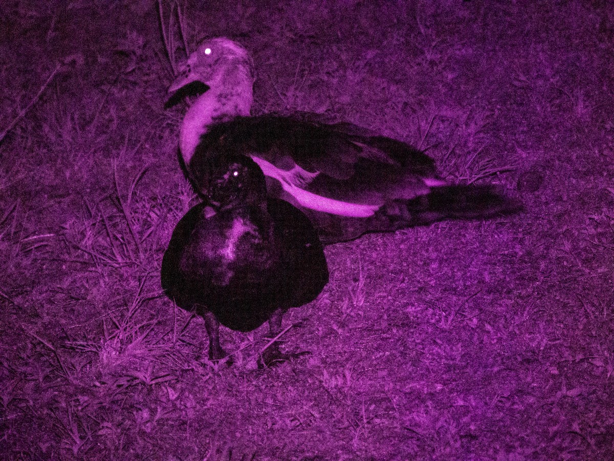 Muscovy Duck (Domestic type) - ML619514774