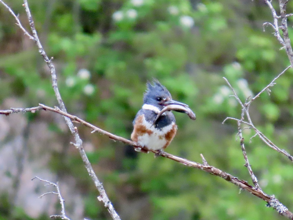 Belted Kingfisher - ML619514807
