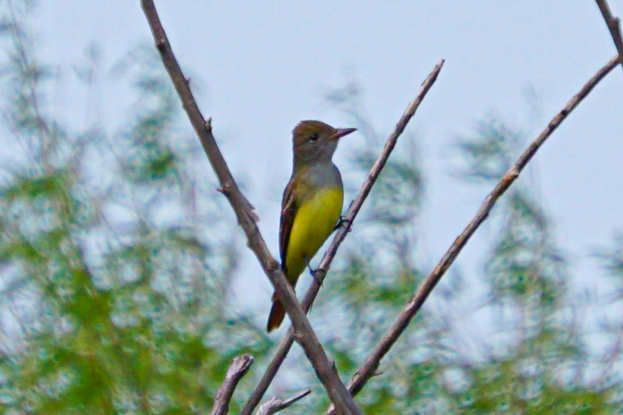 Great Crested Flycatcher - ML619514810