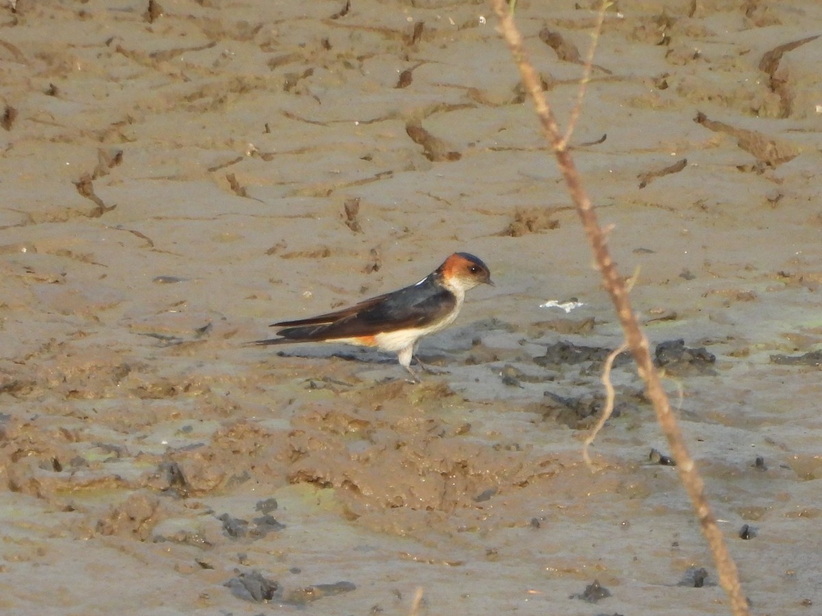 Red-rumped Swallow - ML619514821