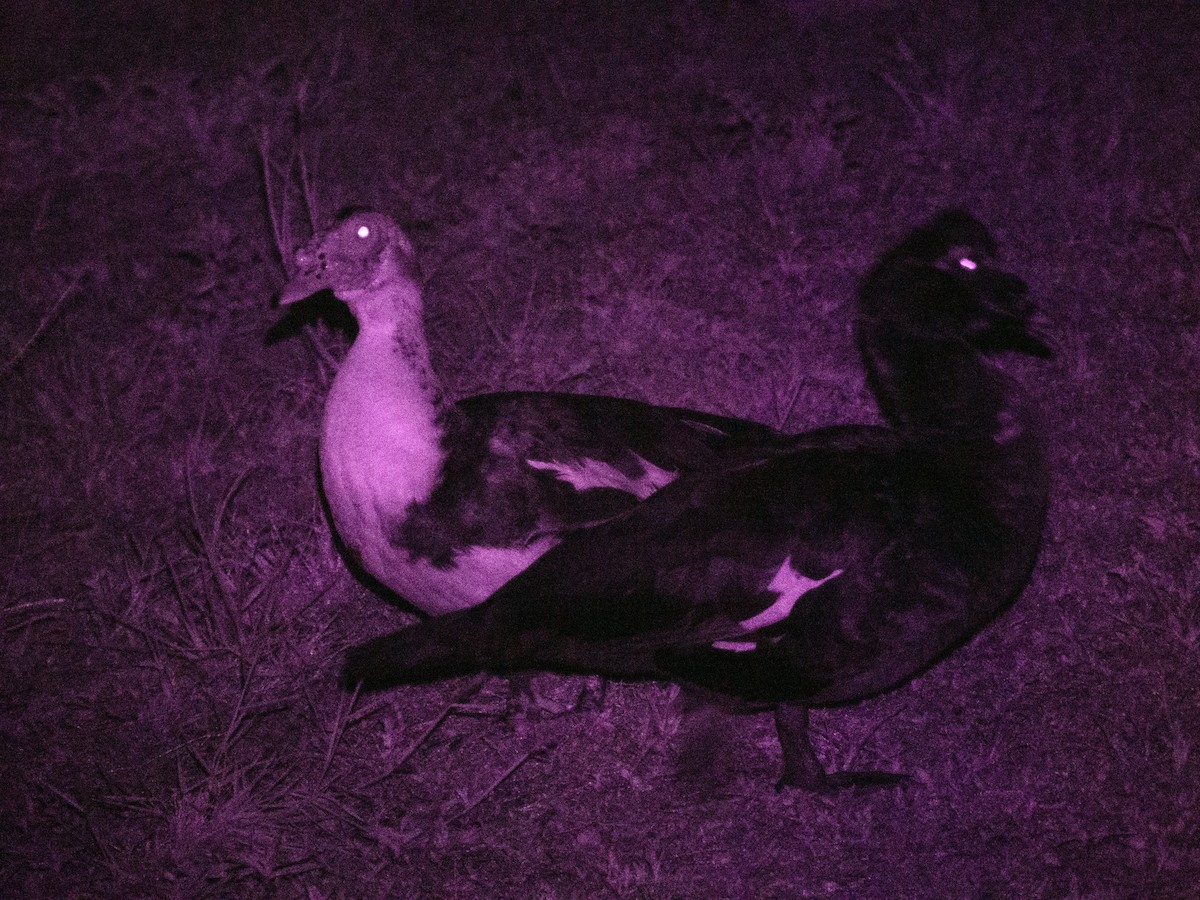 Muscovy Duck (Domestic type) - ML619514824