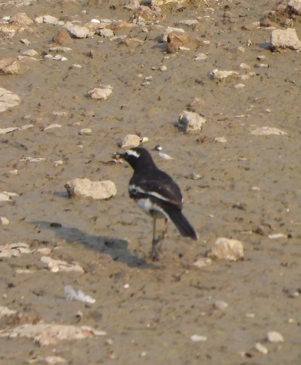 White-browed Wagtail - ML619514829