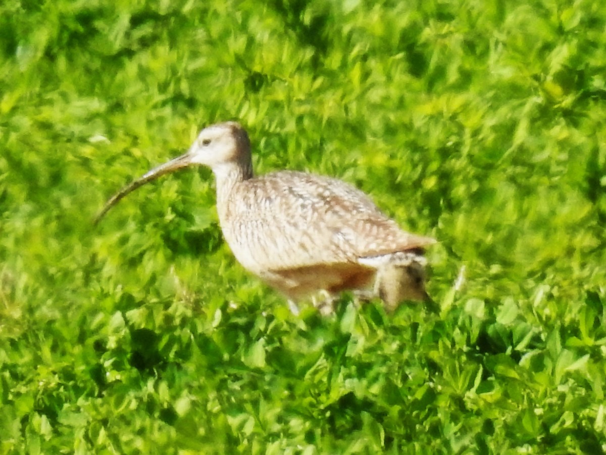 Long-billed Curlew - ML619514847