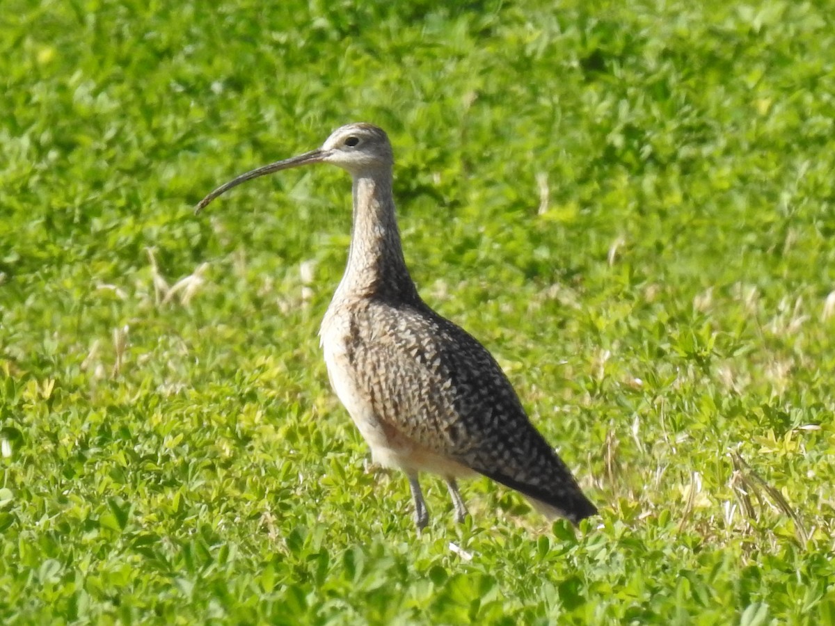 Long-billed Curlew - ML619514848