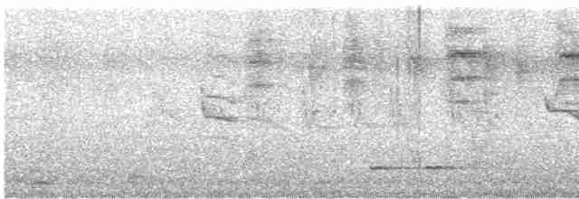 Новозеландская веерохвостка - ML619514851