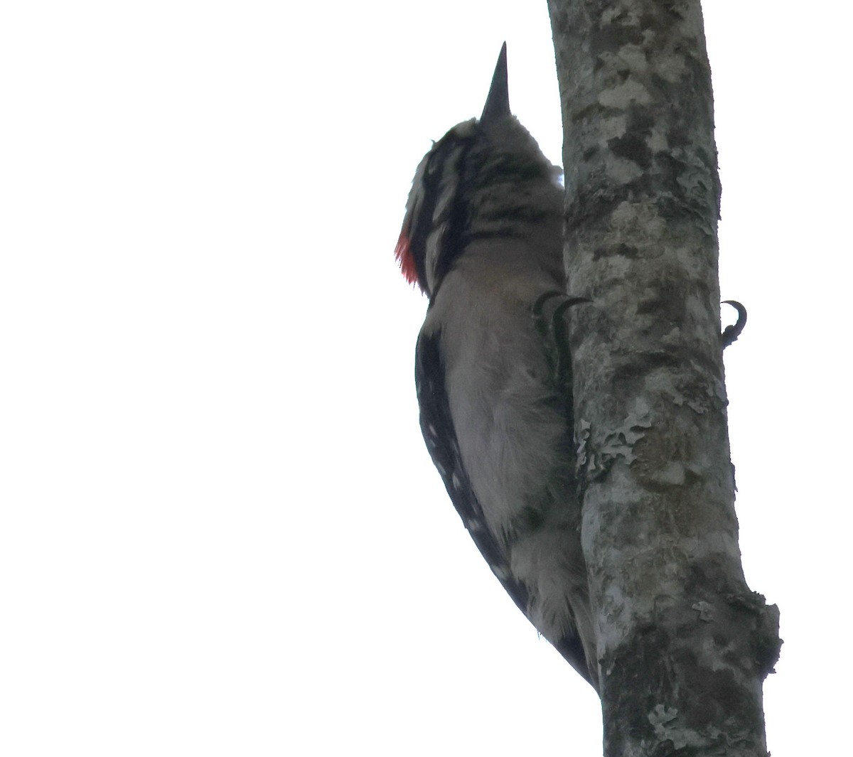Hairy Woodpecker - ML619514860