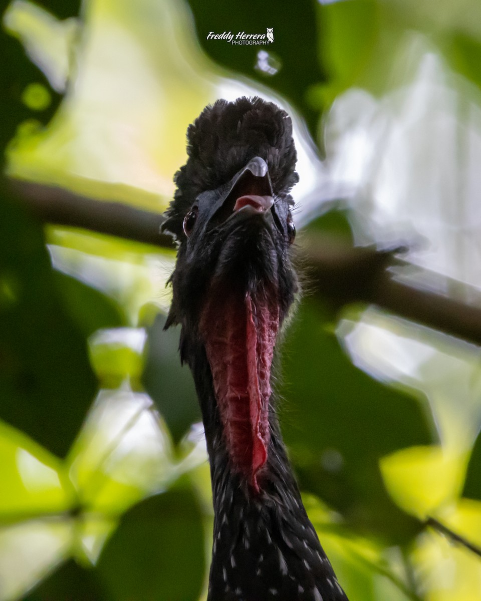 Crested Guan - ML619514863
