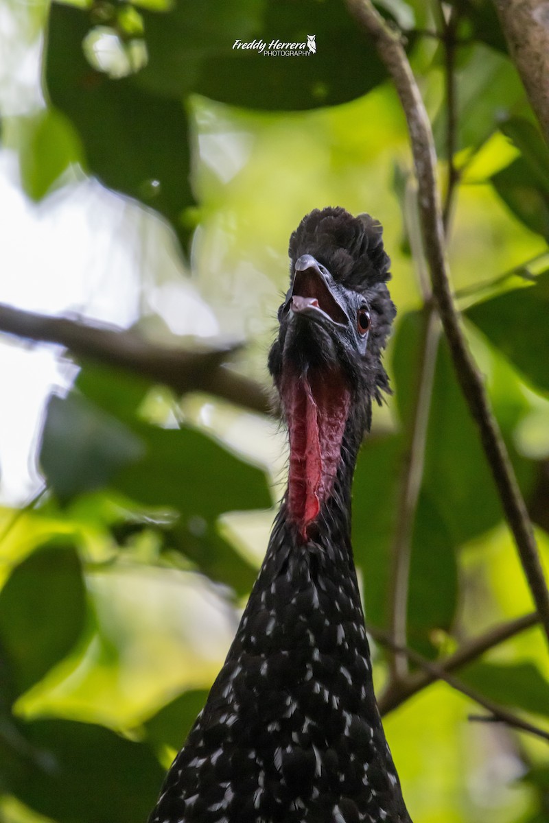 Crested Guan - ML619514880