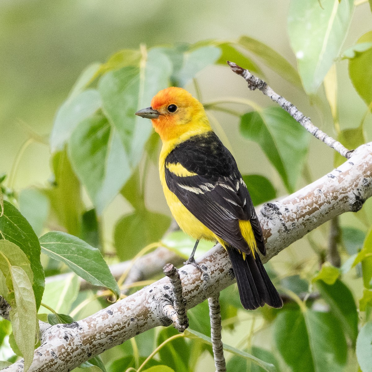 Western Tanager - ML619514881