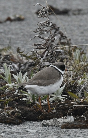Semipalmated Plover - ML619514896