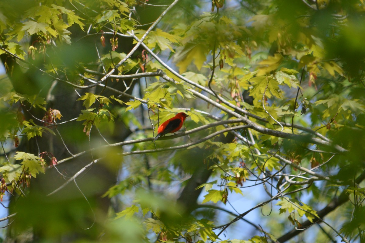 Scarlet Tanager - ML619514919