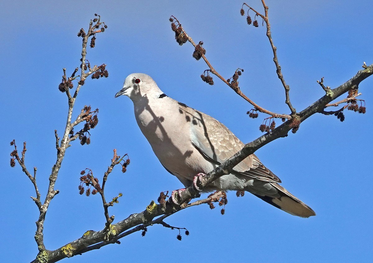 Eurasian Collared-Dove - ML619514923