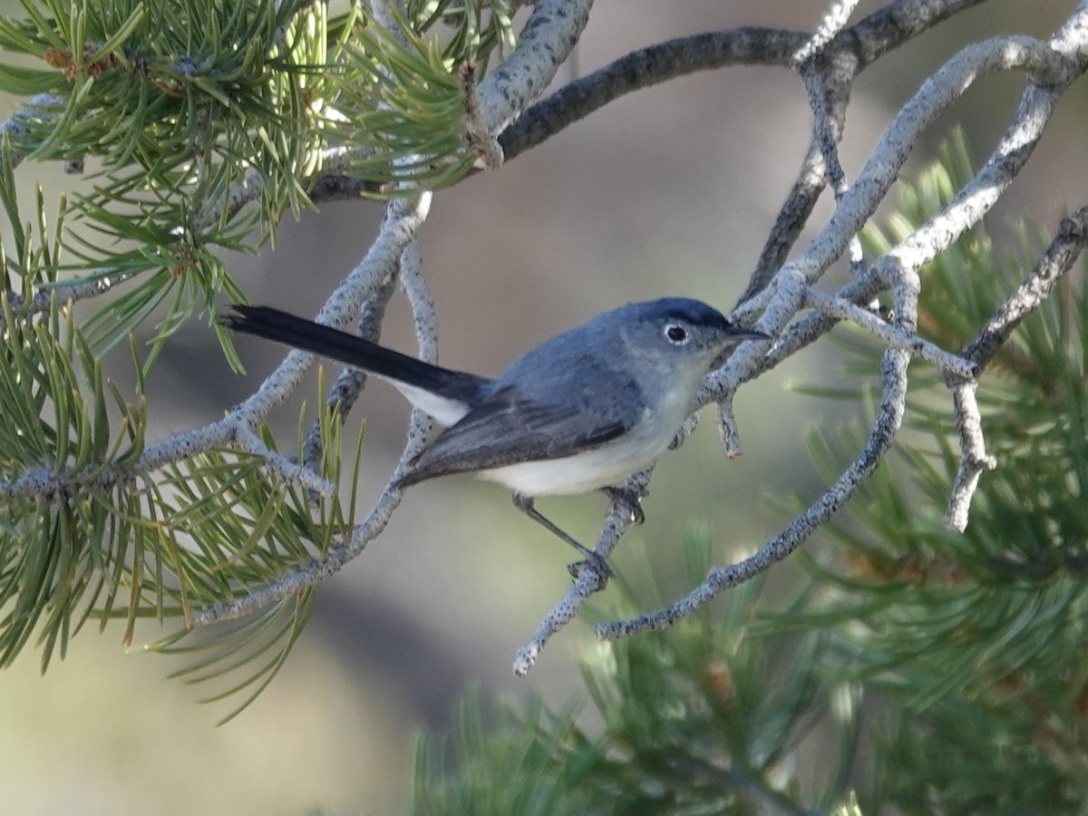 Blue-gray Gnatcatcher (obscura Group) - ML619514925
