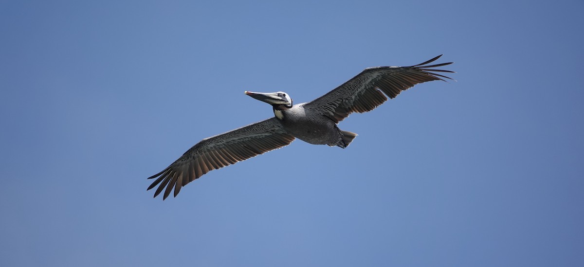 pelikán hnědý - ML619514952