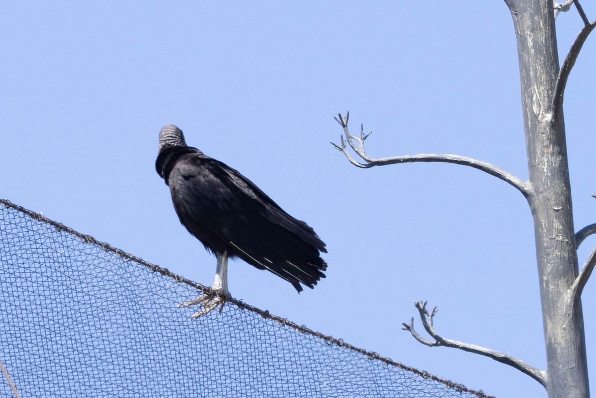 Black Vulture - ML619514957