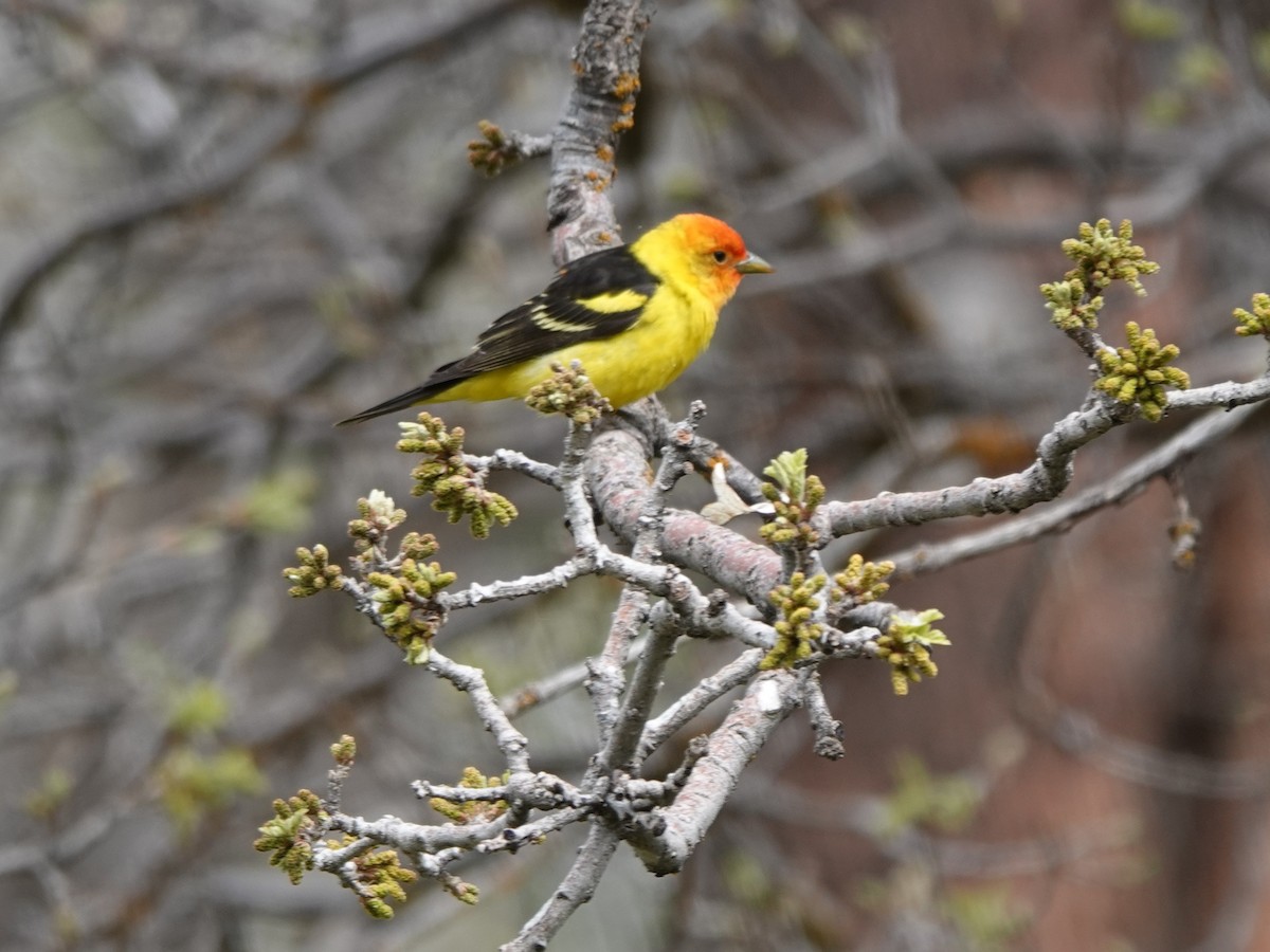 Western Tanager - ML619514960