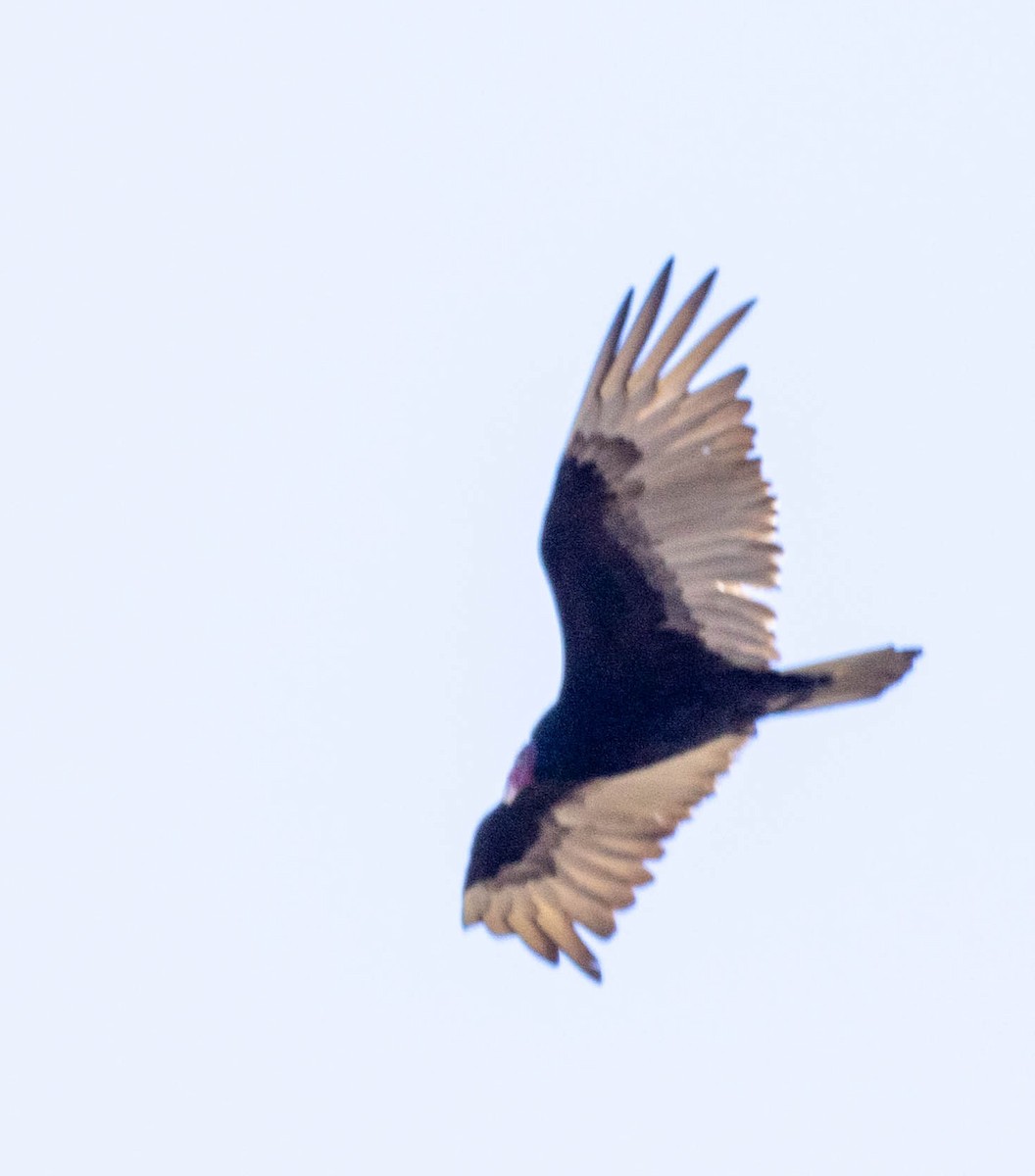 Turkey Vulture - ML619514964