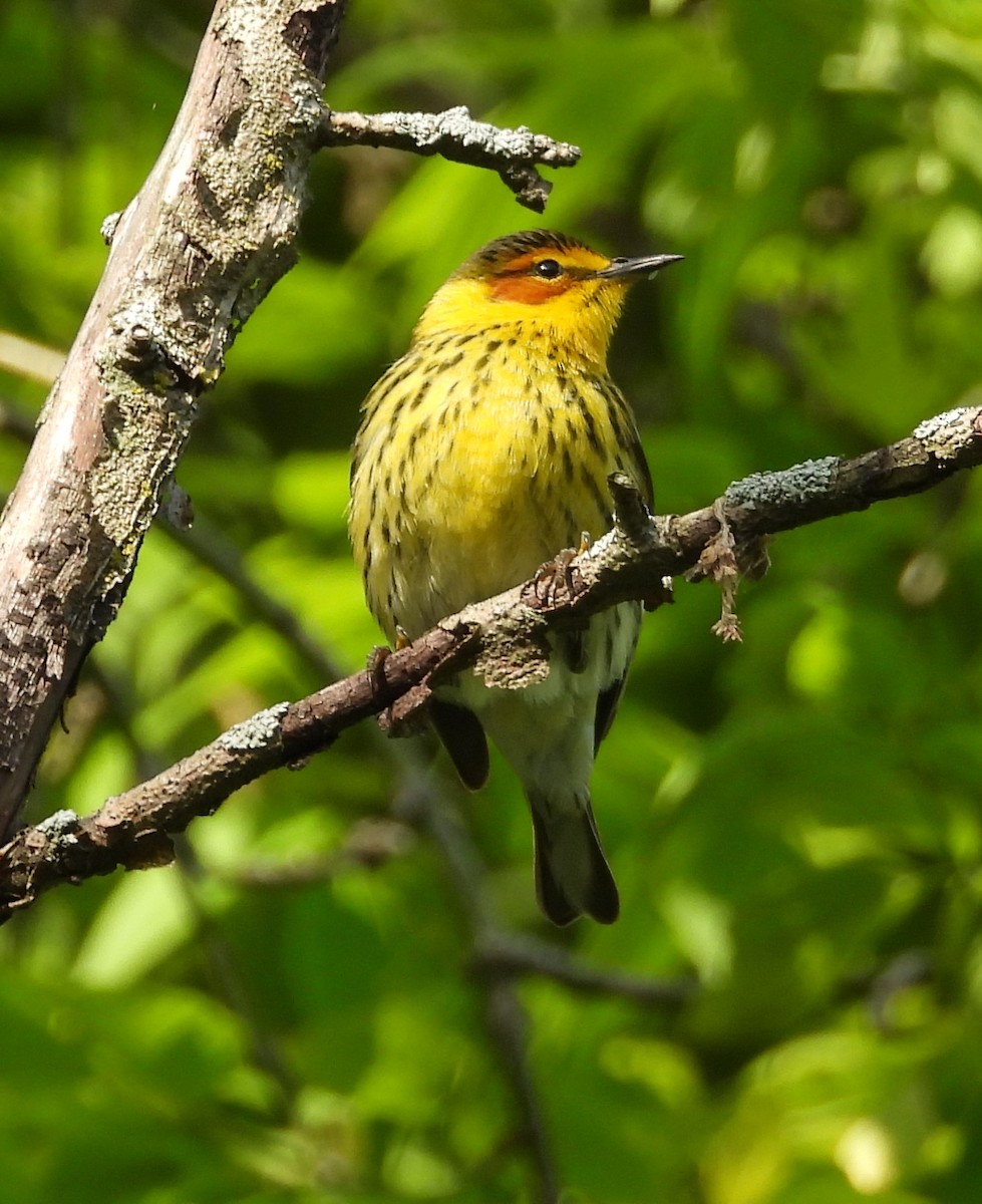 Cape May Warbler - ML619514999
