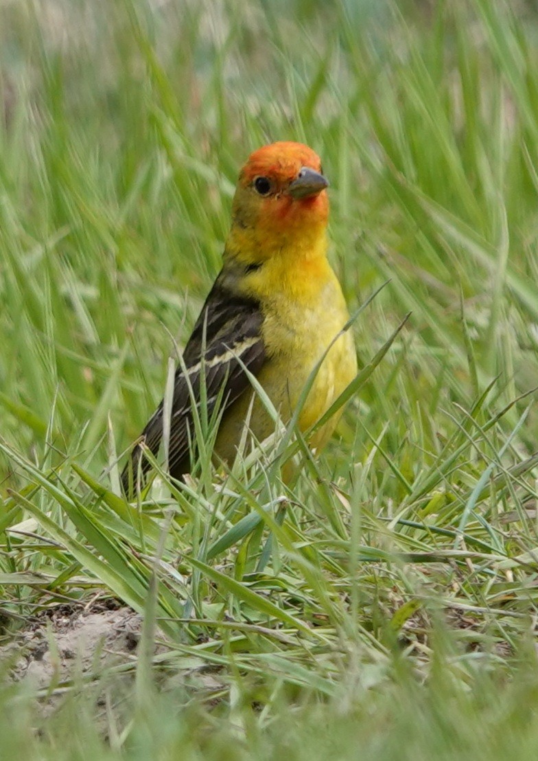 Western Tanager - ML619515011
