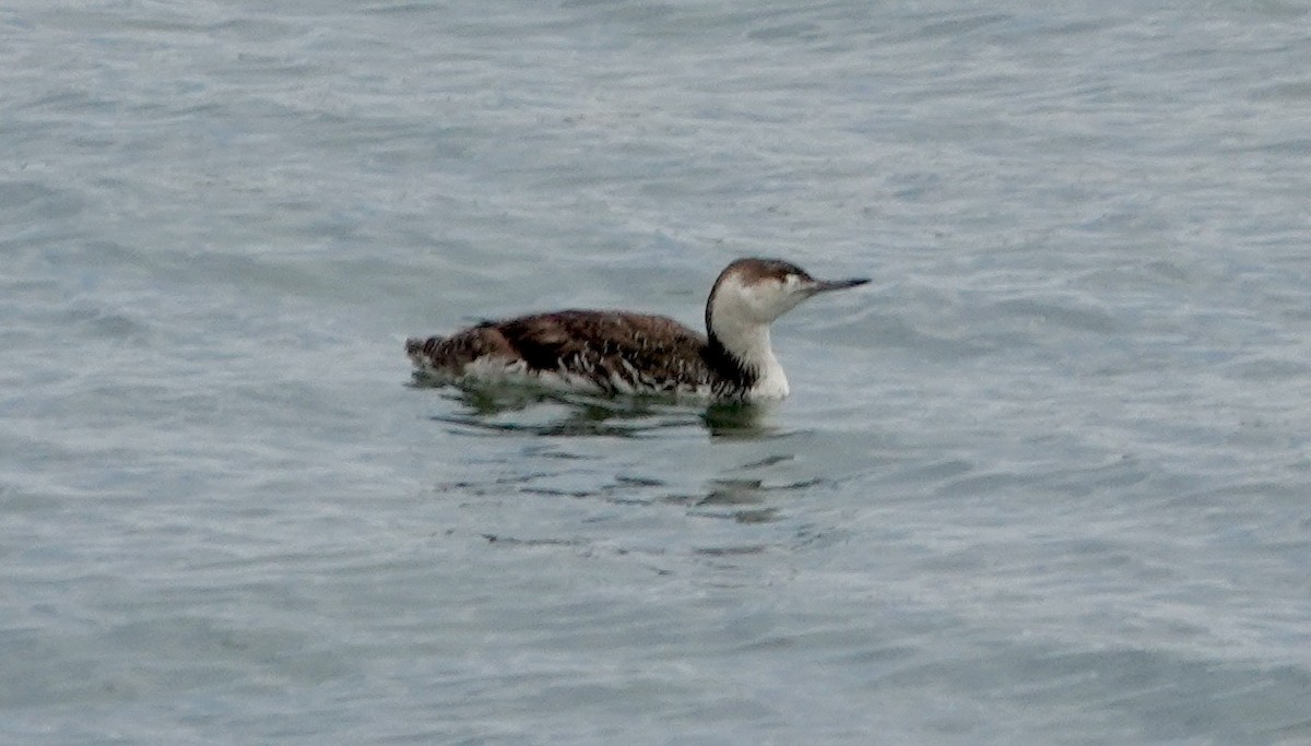 Red-throated Loon - ML619515017