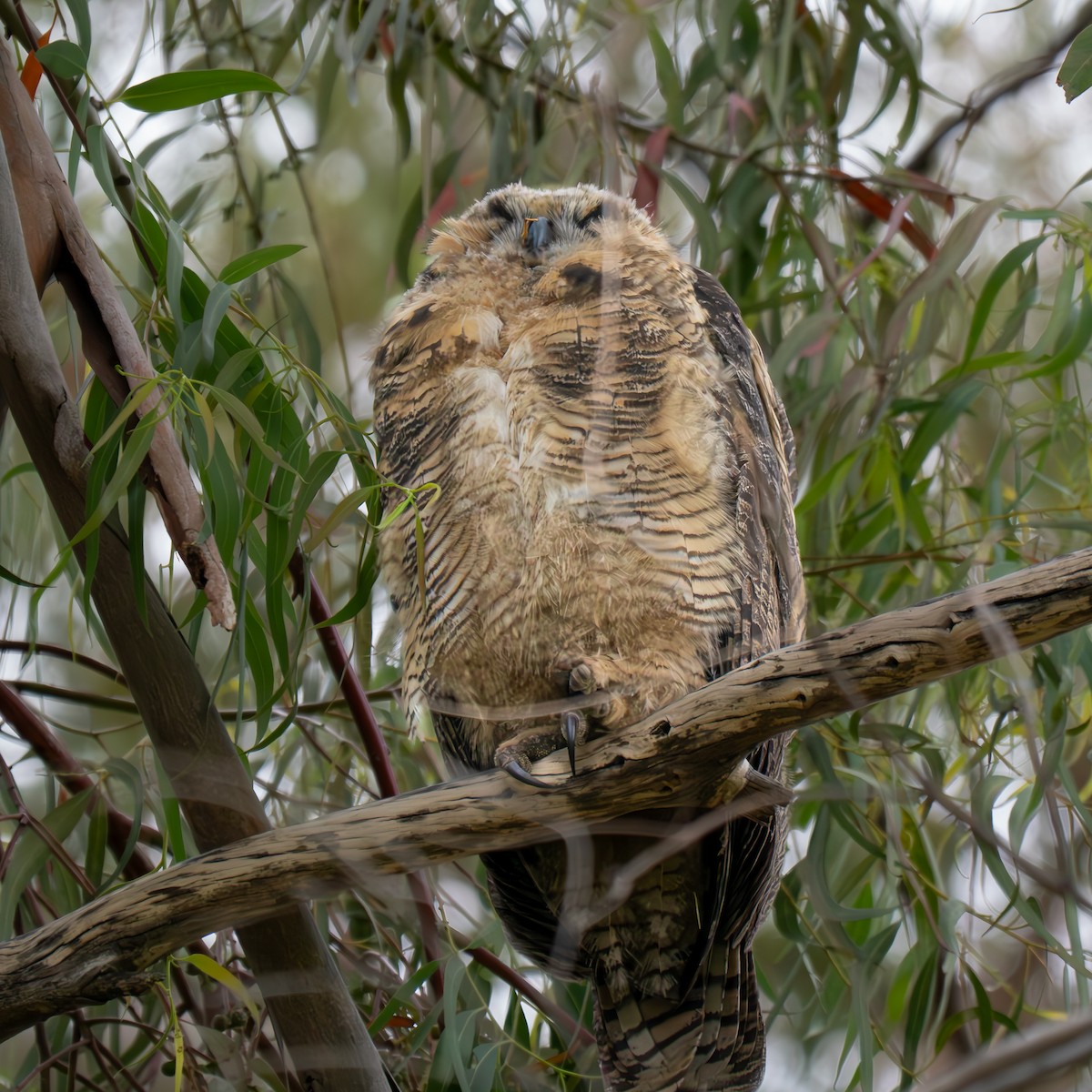 Great Horned Owl - ML619515023