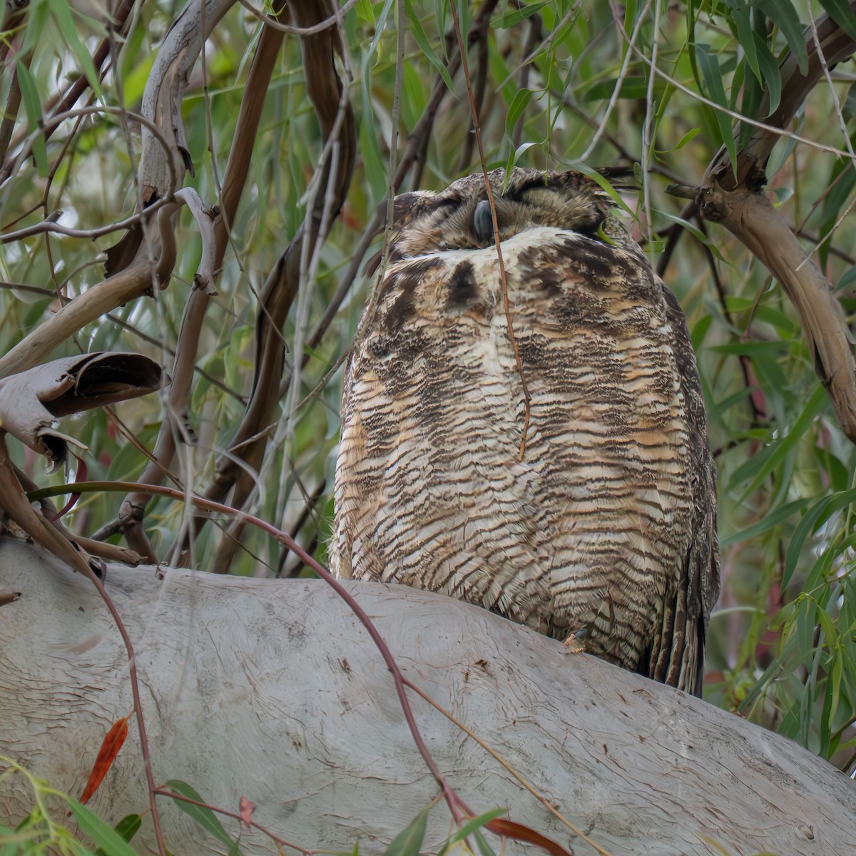 Great Horned Owl - ML619515024