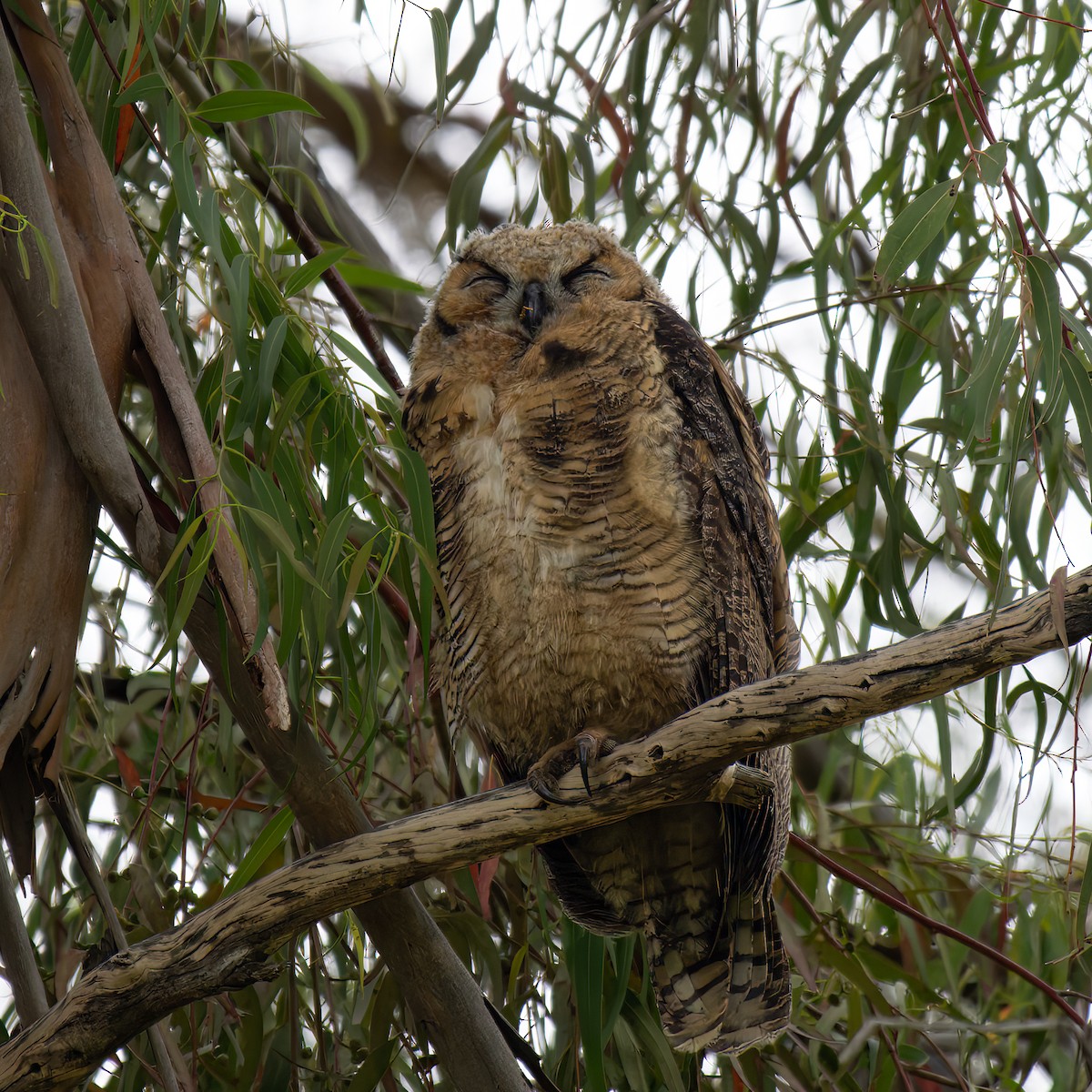 Great Horned Owl - ML619515025