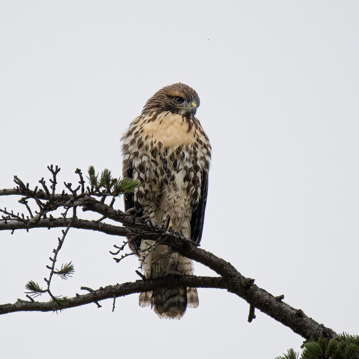 Red-tailed Hawk - ML619515033