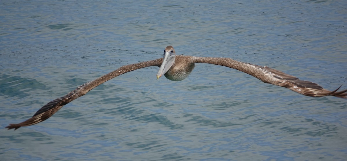 pelikán hnědý - ML619515041