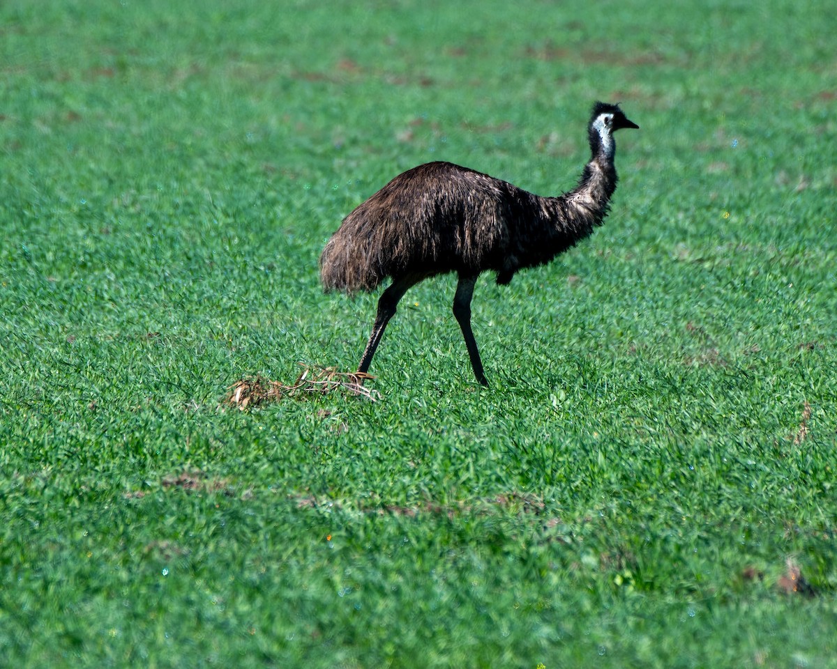 emu hnědý - ML619515118