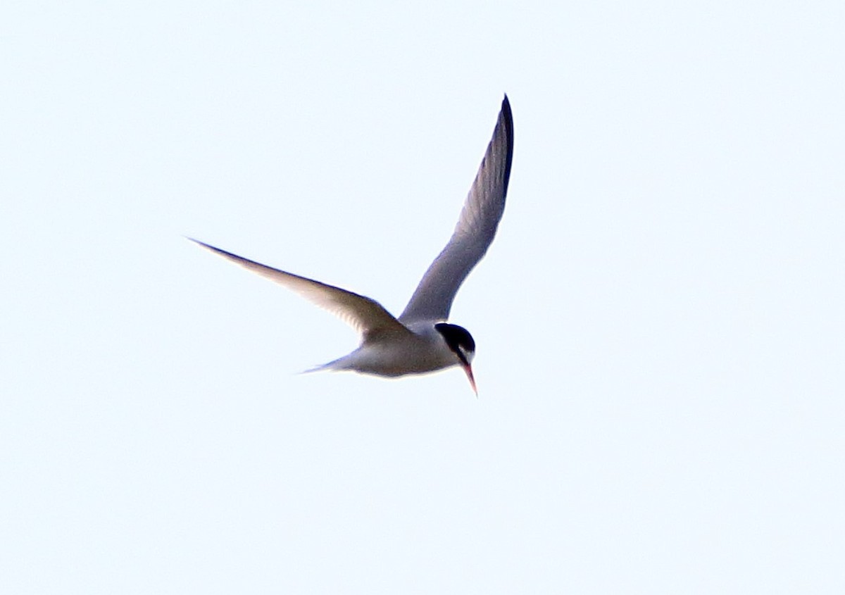 Little Tern - ML619515130