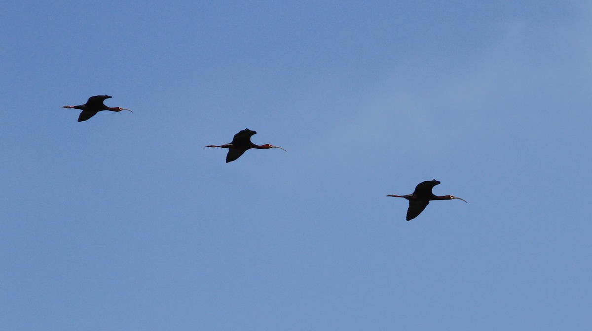 ibis americký - ML619515142