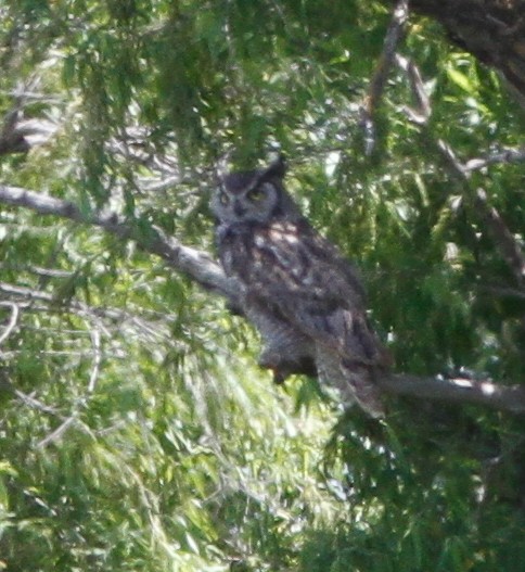 Great Horned Owl - ML619515151