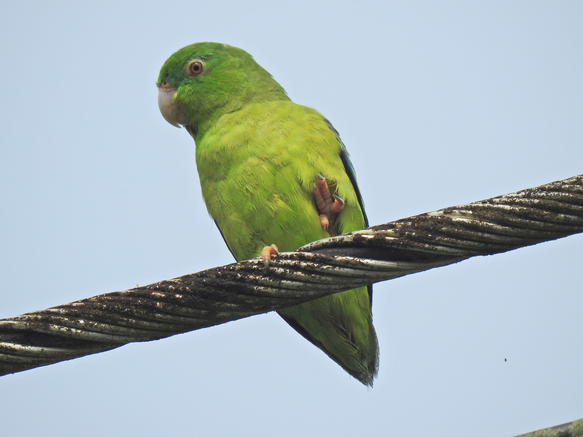 papoušíček amazonský - ML619515239