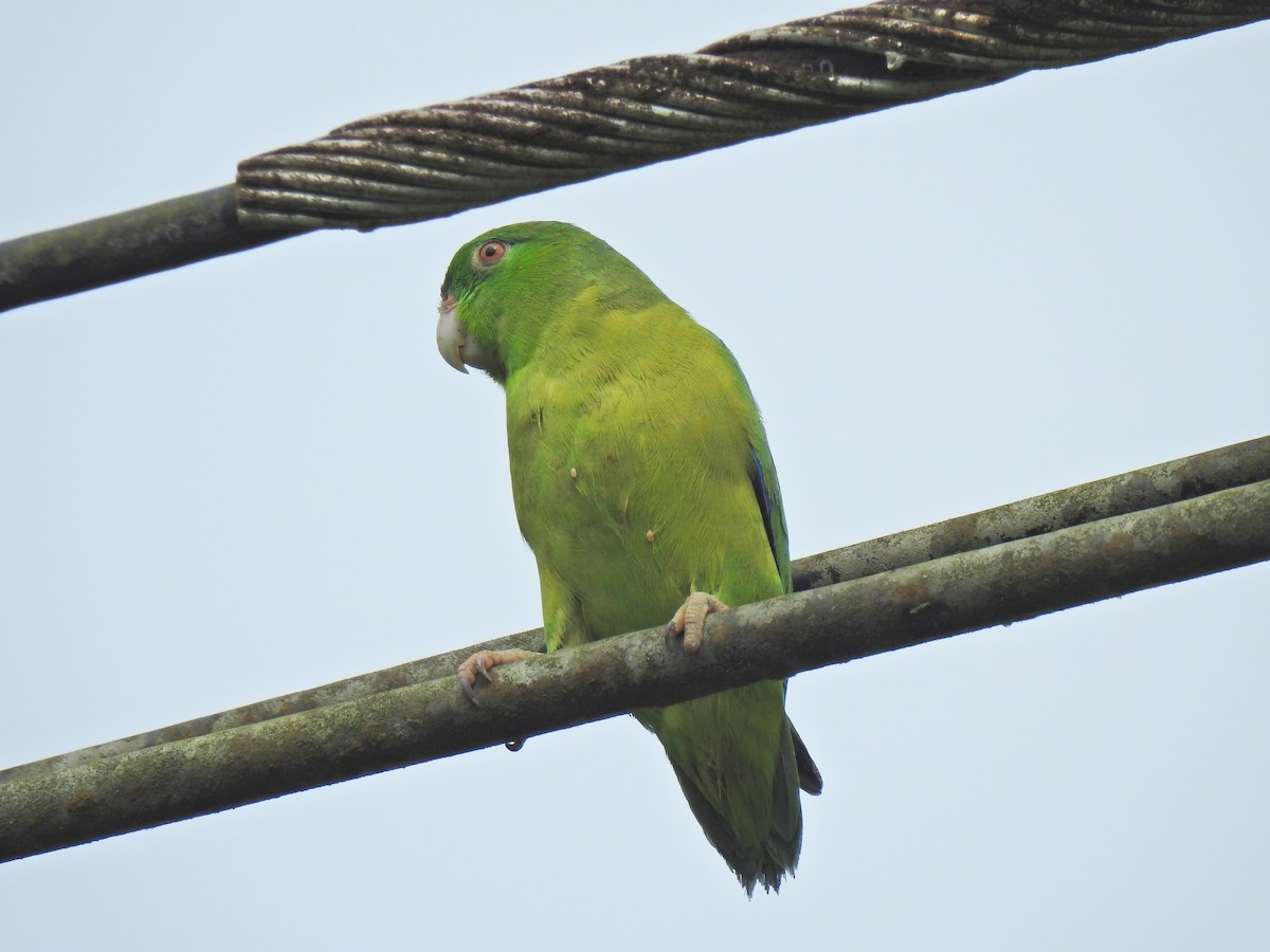 papoušíček amazonský - ML619515240