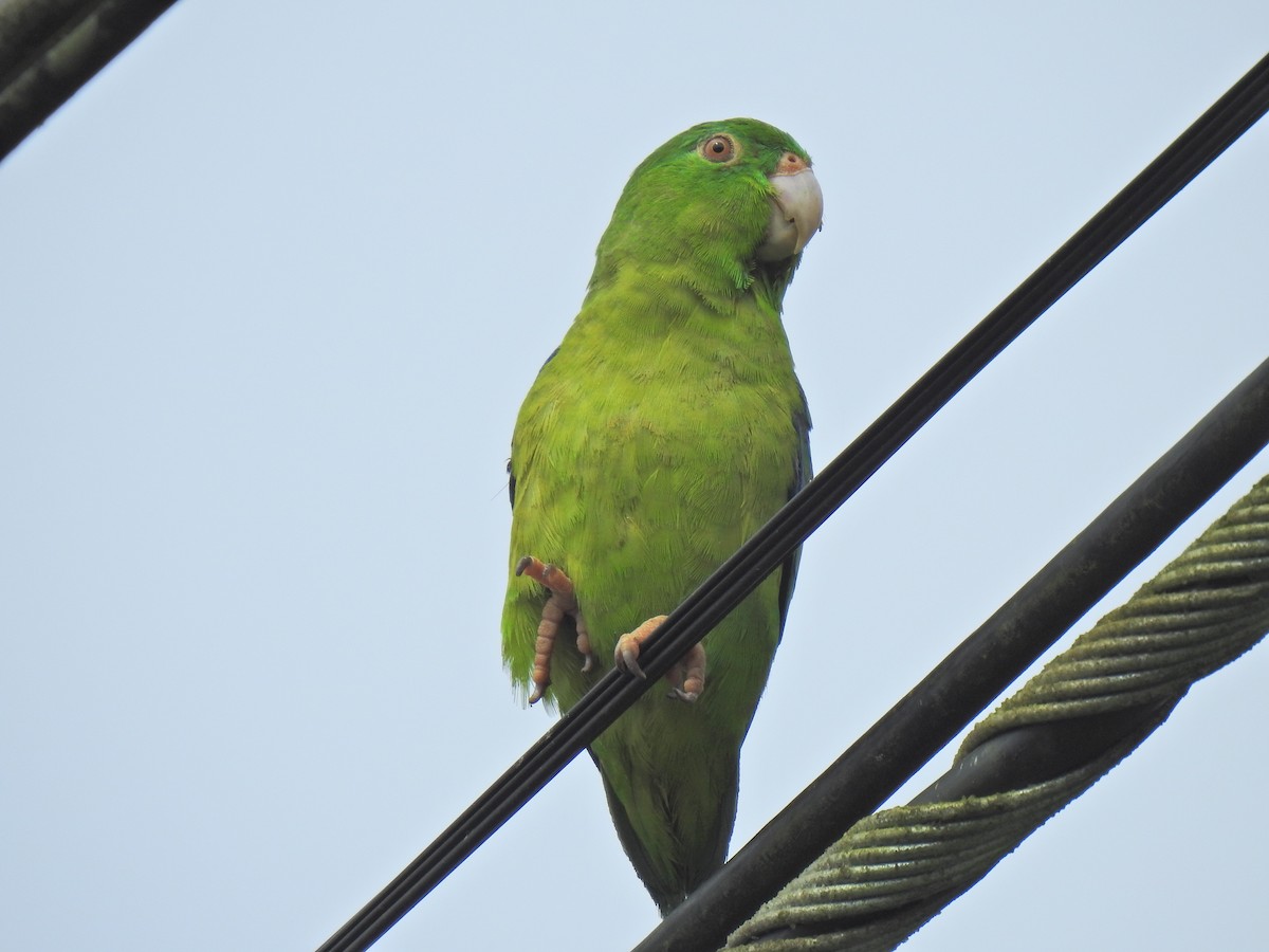 papoušíček amazonský - ML619515242