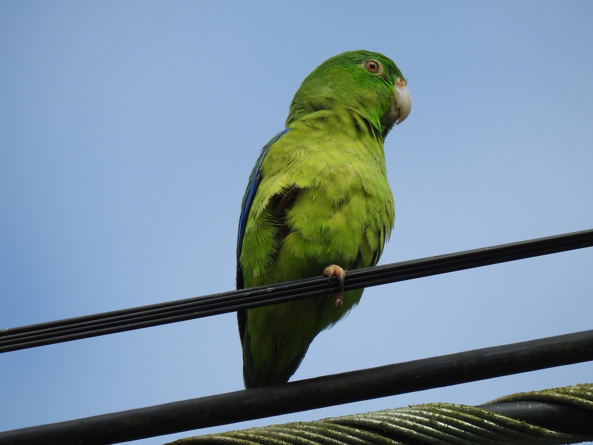 papoušíček amazonský - ML619515243