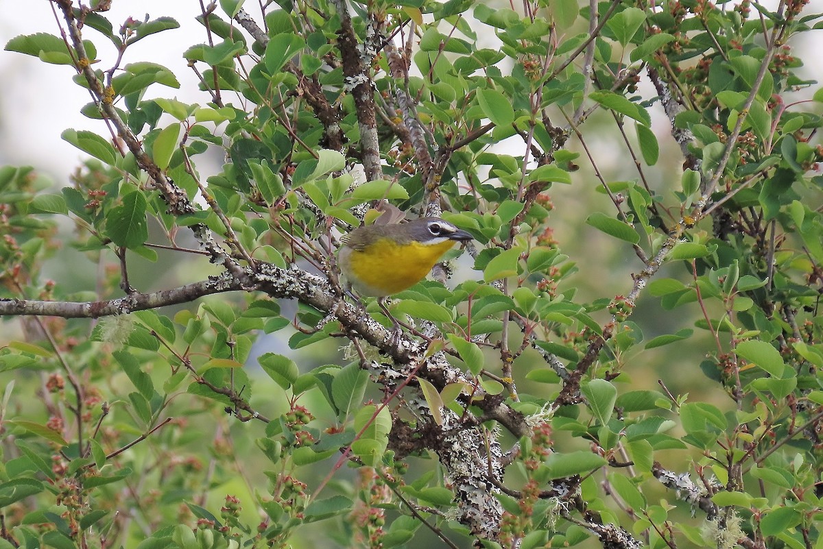Yellow-breasted Chat - ML619515273