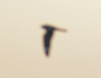 Texasnachtschwalbe - ML619515277