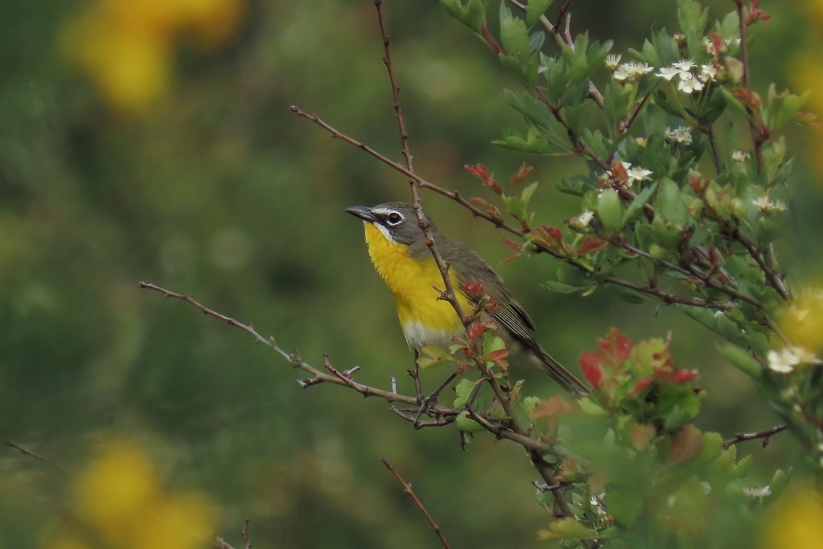 Yellow-breasted Chat - ML619515287