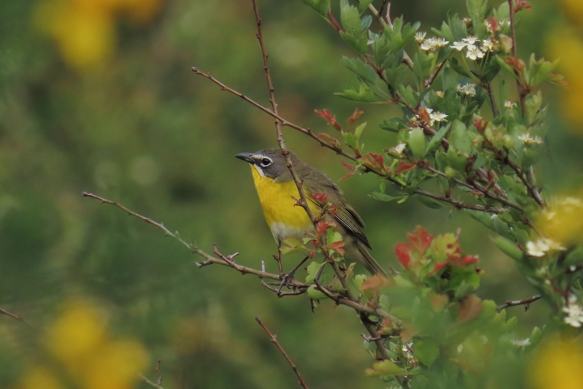 Yellow-breasted Chat - ML619515291