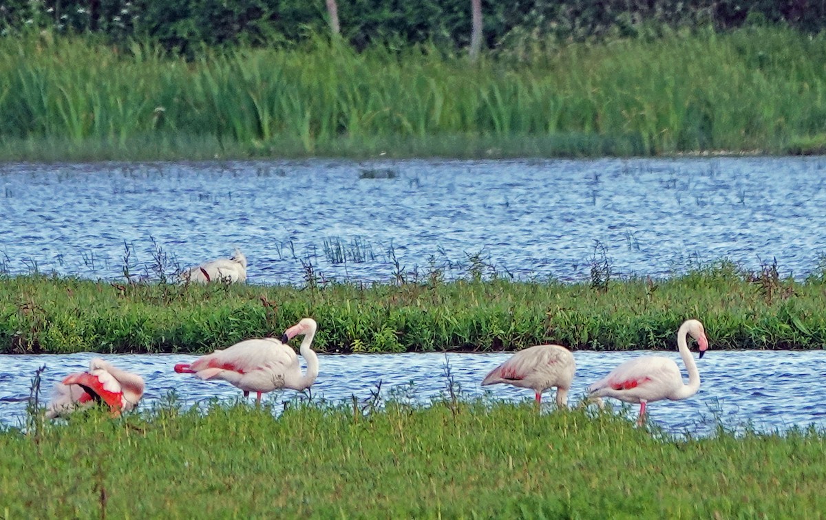 Greater Flamingo - ML619515296